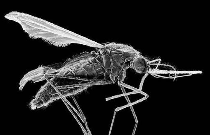 Upsurge in malaria cases: a mosquito from Asia worries Africa