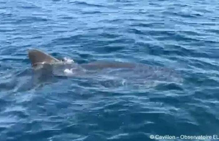 “It is an extremely endangered species, more than threatening”: an expert from the Riviera discusses the appearance of a great white shark in the waters of Porquerolles