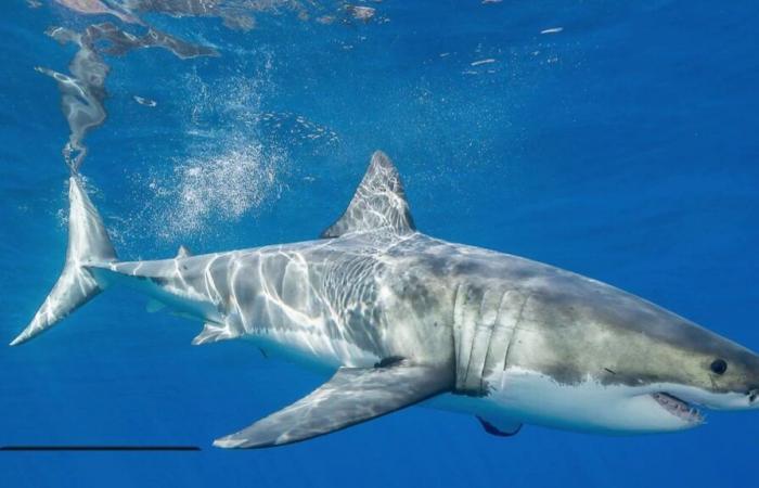 a white shark observed off the coast of Porquerolles