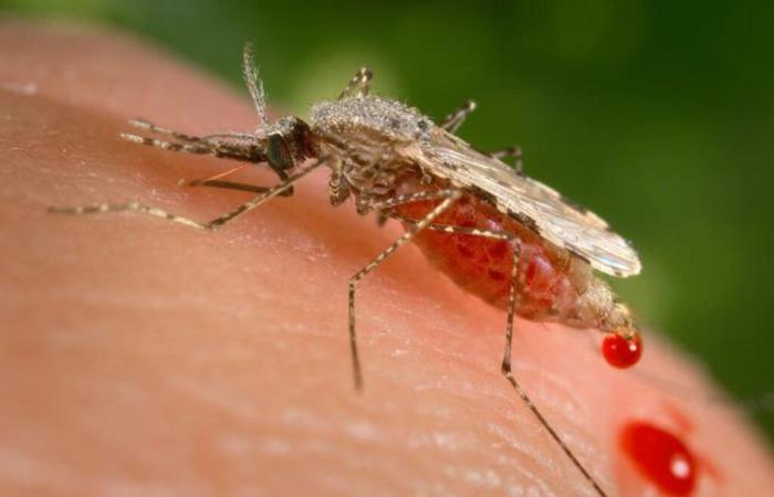 “Anopheles stephensi”, this new mosquito which worries Africa