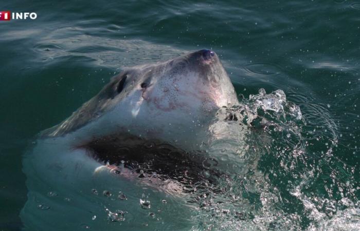 A great white shark photographed by a fisherman in the Var, an extremely rare event in the Mediterranean