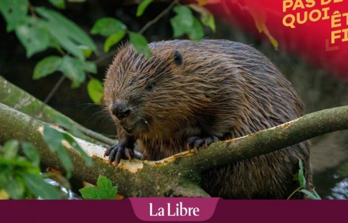 Wallonia kills 25 beavers per year to save the pearl mussel