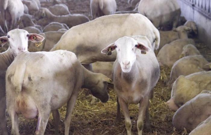 Tense negotiations on the price of sheep's milk