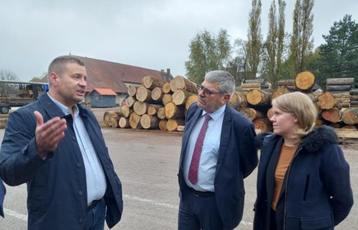 Swore. Wood industry in the Jura: how to prepare for the future in the face of climate change? | Jura: all the local information