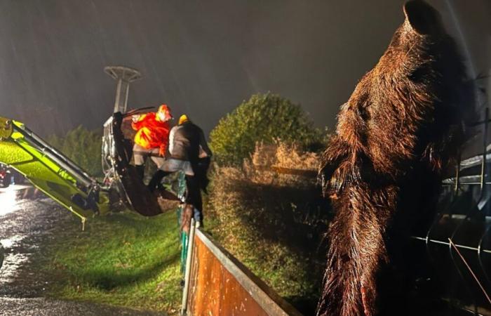 Dordogne farmers hang dead wild boars in front of an administration and the hunting federation