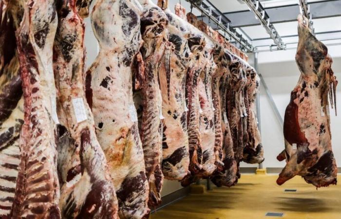 Red meat imports: this is how Spanish operators meet halal label requirements