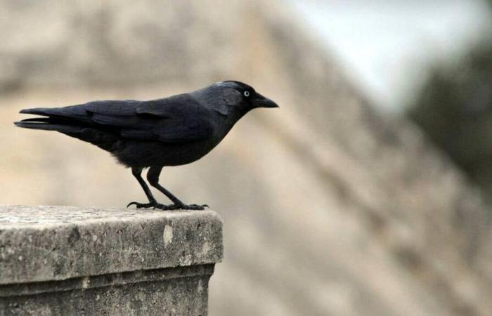 Who are the jackdaws, these birds which destroy crops and cause fires?