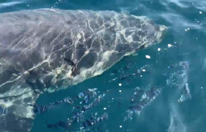 Why the sighting of a white shark off the Var is “good news”