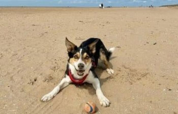 A dog fan of Shania Twain worries his owner by suddenly stopping “singing” and ends up in the emergency room to treat a respiratory problem