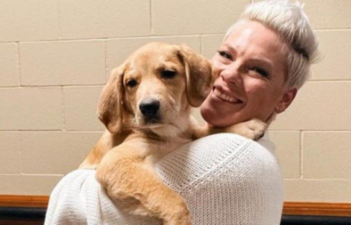 The singer Pink ends up falling for the dog she was only supposed to take in temporarily and says she is “happy to have failed”