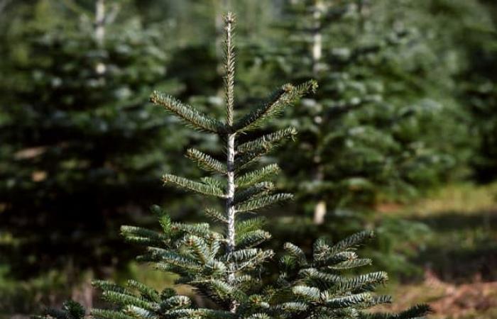 fire at a Christmas tree producer, the favored criminal trail