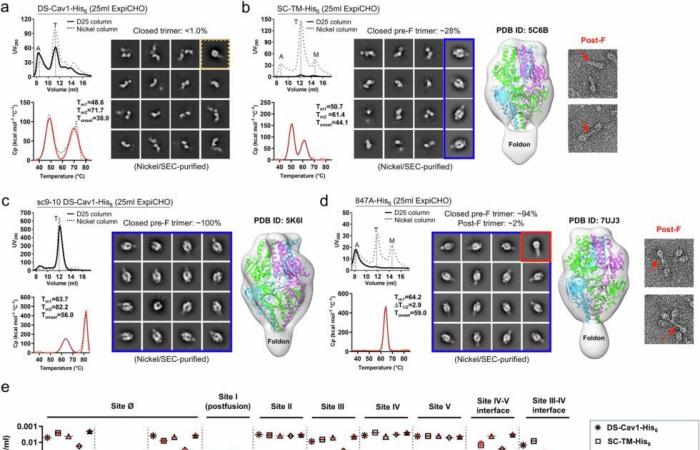 Scientists analyze virus protein structure to advance RSV vaccines