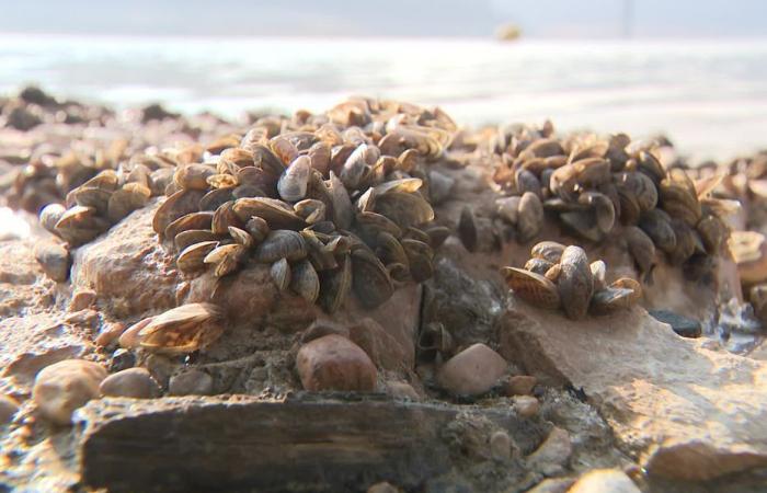 mussels emerge again from this Jura lake