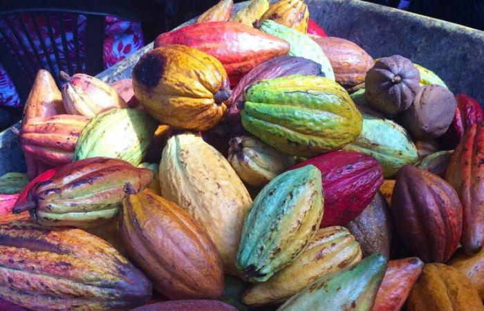 Cocoa prices soar