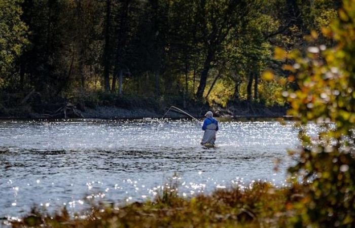 “Major, major, major” concern for Atlantic salmon