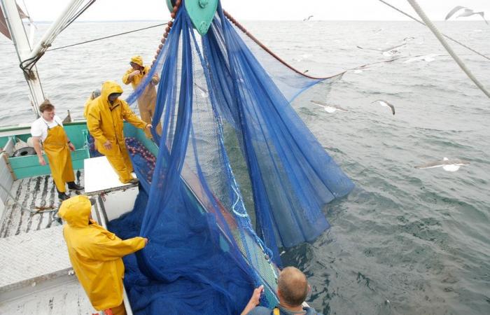 Fishing in the Channel. An agreement on a fishing technique was found between French, Belgians and Dutch