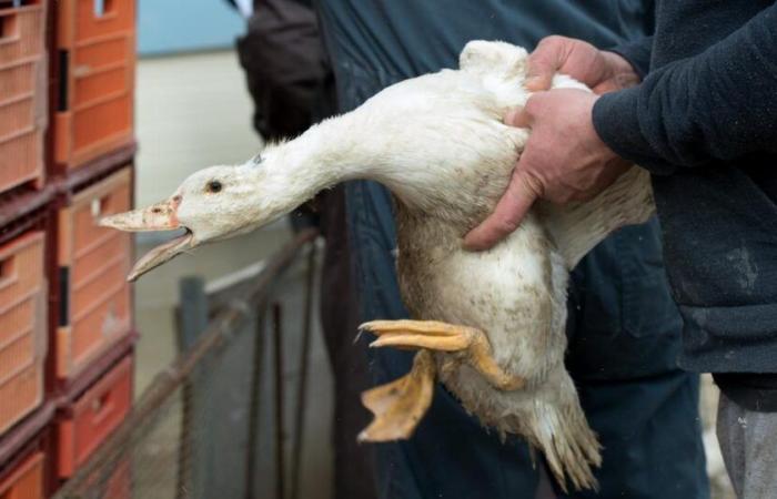 The Federal Council opposes the initiative against foie gras, without counter-proposal – rts.ch