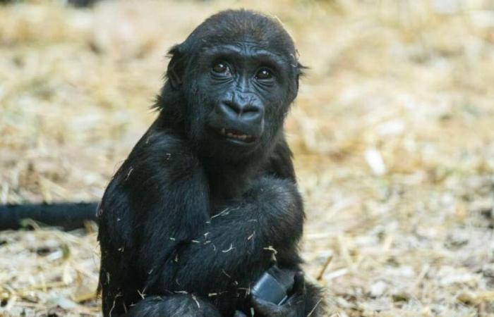 Baby gorilla dies due to human error at Calgary Zoo