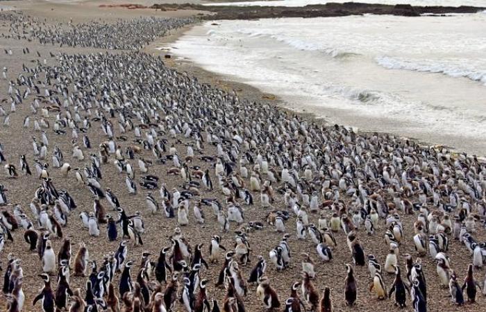 The death of Magellanic penguins, victims of “animal cruelty”, advances environmental justice in Argentina