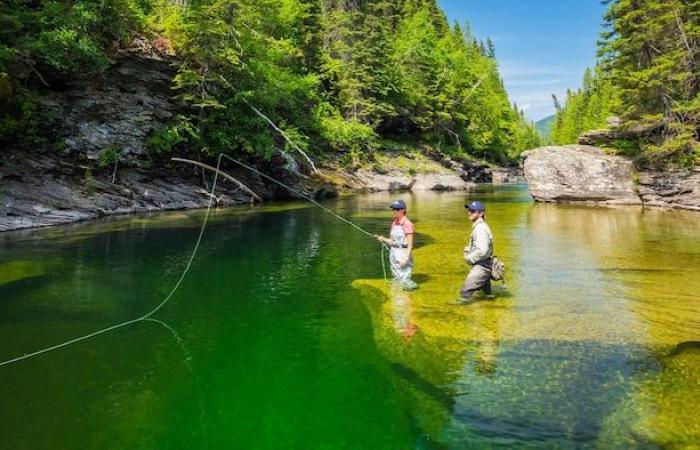 “Major, major, major” concern for Atlantic salmon