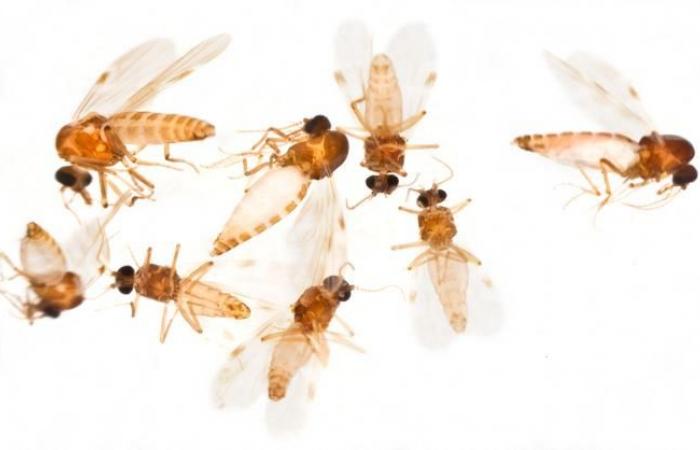 Oropouche fever, an Amazonian disease transmitted by midges, spreads outside its original basin