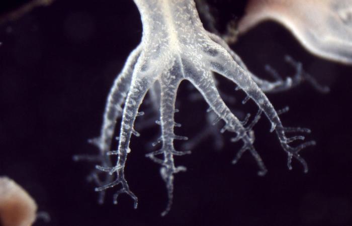 World’s largest coral discovered in the Pacific