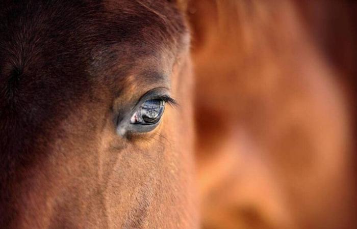 In Sarthe, rhinopneumonia forces the European Horse Center to cancel its next competition