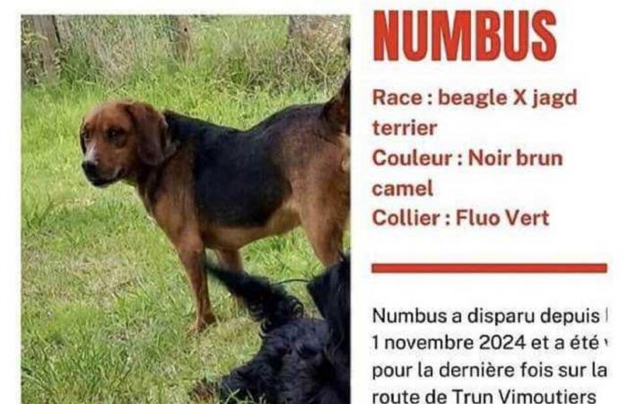 A worrying series of dog disappearances in Orne has owners fearing the worst