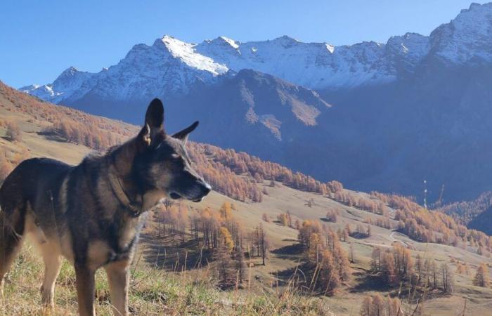 the mistress of the dog killed by a wolf scout calls for a change in the rules during sampling shots