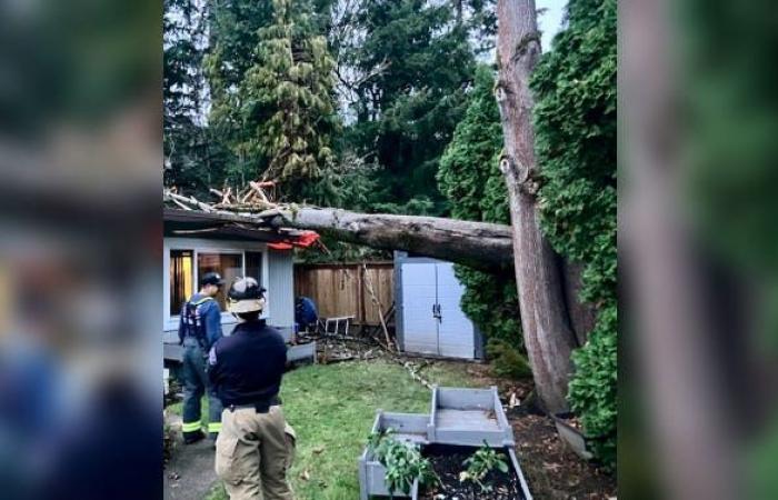 Deadly bomb cyclone slams Seattle area with fierce winds leaving over 600,000 without power