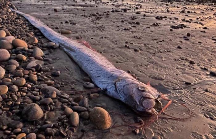 Seabed: a 3 meter “ribbon fish”, which predicts disasters, still washes up in California