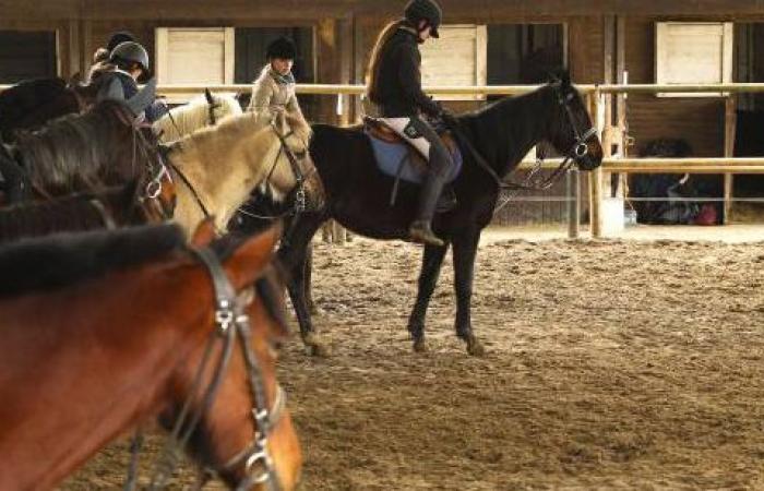 An equestrian center manager in court for animal abuse