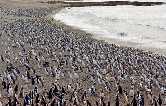 The death of Magellanic penguins, victims of “animal cruelty”, advances environmental justice in Argentina