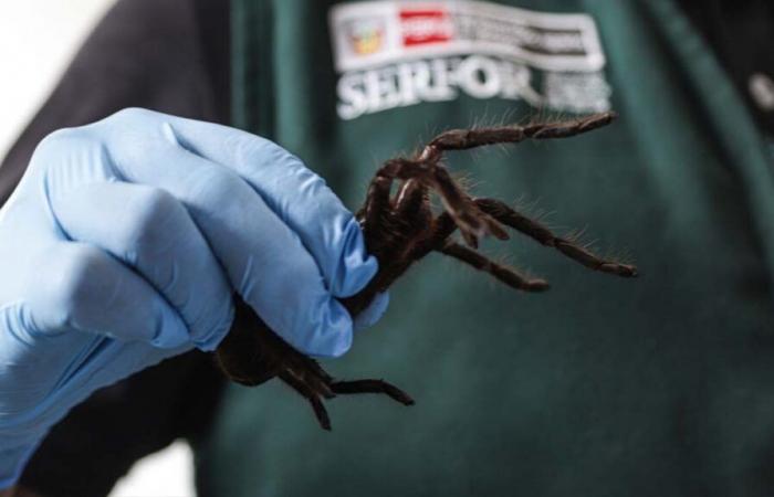 His stomach was ‘strangely swollen’: man hides 320 tarantulas under his sweater and tries to board a plane