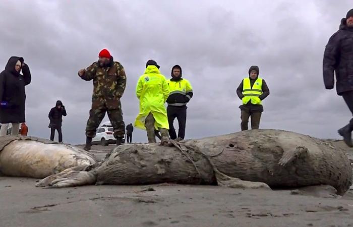 Kazakhstan: 2000 seals of an endangered species died in 1 month