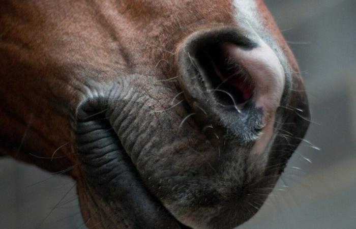 The manager of an equestrian center in La Manche in the sights of animal protection associations