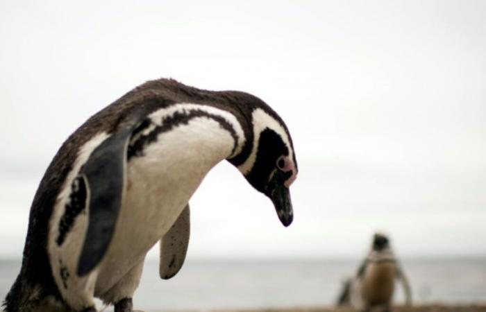 Argentina: three years in prison for killing penguins