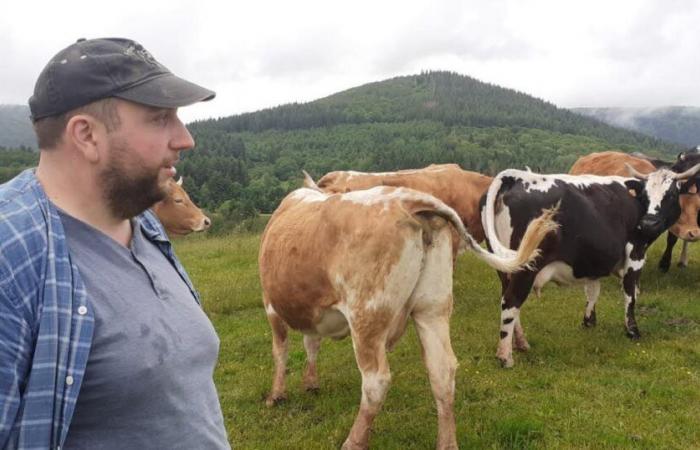 Territory of Belfort. A cow found devoured in a pasture: the wolf suspected