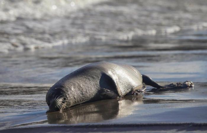 Seal massacre in Kazakhstan: investigation underway