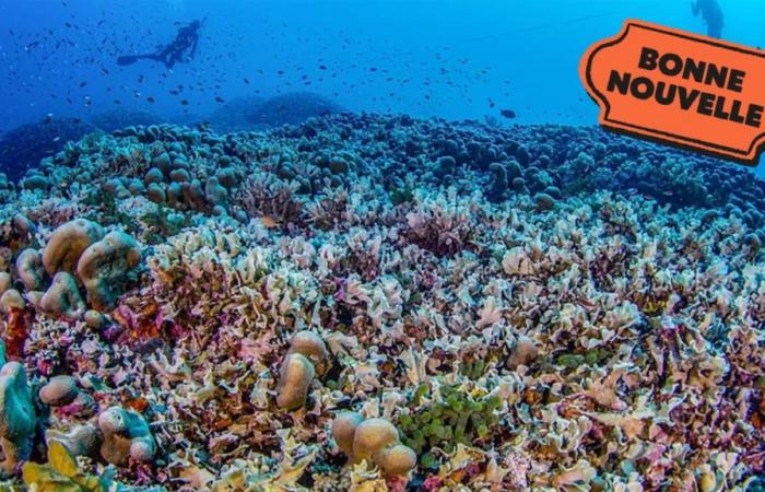 World’s largest coral discovered in the Pacific