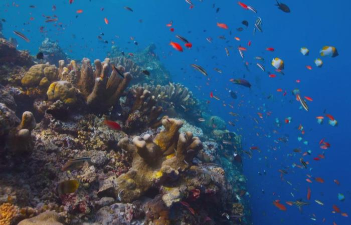 World’s largest coral discovered in the Pacific