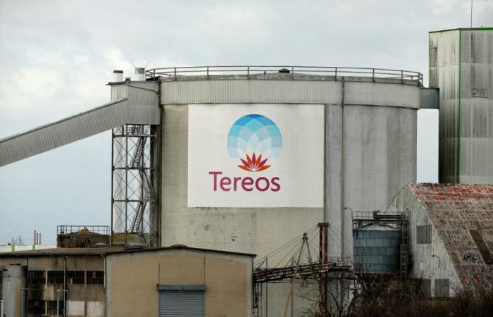 Sugar giant Tereos suffers from falling prices in Europe – 11/20/2024 at 1:15 p.m.