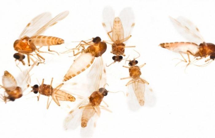 Oropouche fever, an Amazonian disease transmitted by midges, spreads outside its original basin