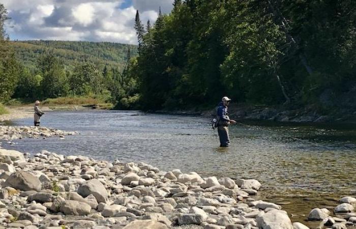 “Major, major, major” concern for Atlantic salmon