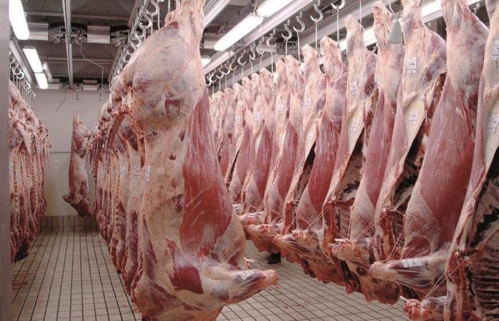 Sheep meat prices are rising again at Casablanca slaughterhouses