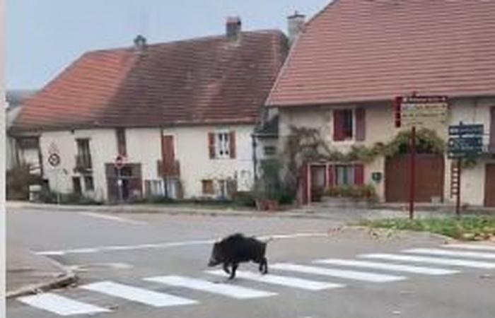 UNUSUAL. Well behaved, when the wild boar crosses the village… on the pedestrian crossing