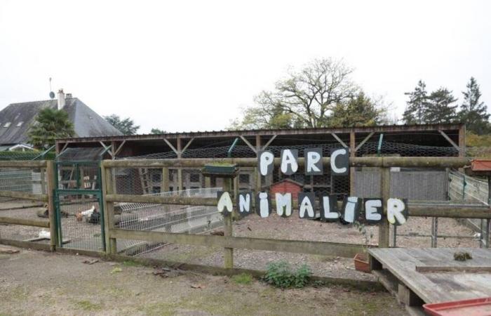 Chickens, rabbits… The Curie school will reduce the number of animals welcomed in its park in Mayenne