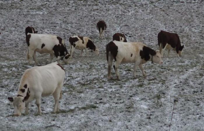 Lamoura. Snow made a timid appearance on the upper Jura