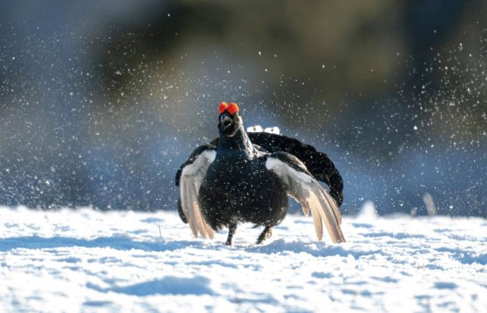 Hautes-Alpes: suspension of hunting for galliformes