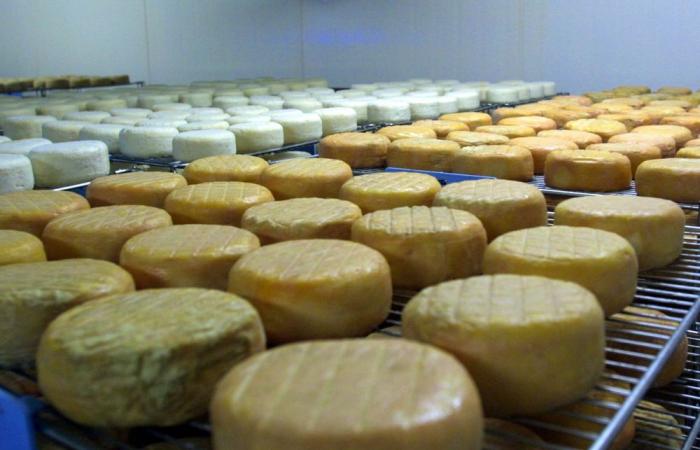 Corsican sheep cheese recalled for suspicion of listeria